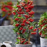 Black Friday - Reduceri Catina Ornamentala Rosie Red Star (Pyrachanta Coccinea) Promotie