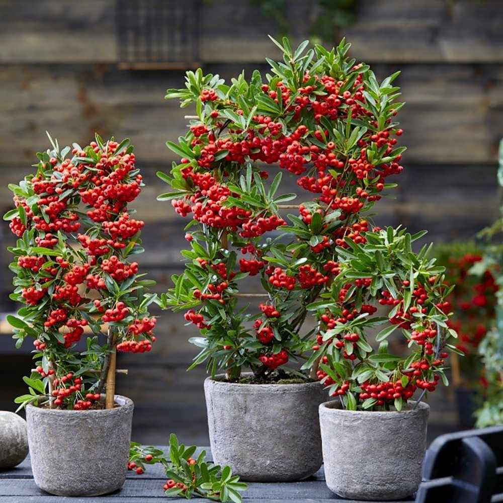 Black Friday - Reduceri Catina Ornamentala Rosie Red Star (Pyrachanta Coccinea) Promotie