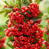 Black Friday - Reduceri Catina Ornamentala Rosie Red Star (Pyrachanta Coccinea) Promotie