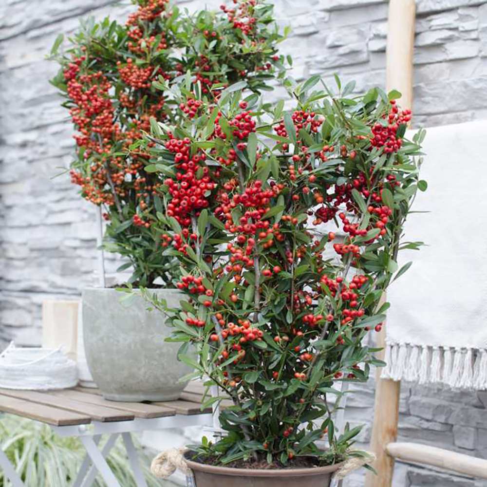 Black Friday - Reduceri Catina Ornamentala Rosie Red Star (Pyrachanta Coccinea) Promotie