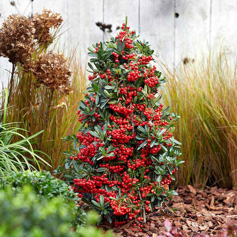 Black Friday - Reduceri Catina Ornamentala Rosie Red Star (Pyrachanta Coccinea) Promotie