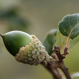 Stejar de pluta Ornamental (Quercus Suber), scoarta groasa de pluta naturala, vesnic verde, rezistent, decor gradina