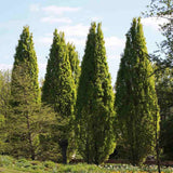 Stejar Columnar Englezesc Fastigiata Koster, arbore ornamental rezistent crestere lenta
