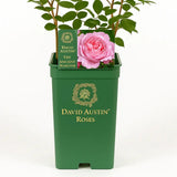 Trandafir englezesc David Austin The Ancient Mariner - trandafir roz intens, flori duble, parfum puternic, inflorire repetata