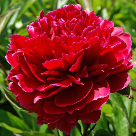 Божур Red Sarah Bernhardt – едри двойни червени цветове с интензивен аромат