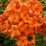 Японска азалия (Rhododendron) 'Glowing Embers' – вечнозелен храст с интензивно червено-оранжеви цветове
