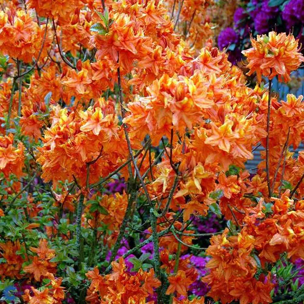 Японска азалия (Rhododendron) 'Glowing Embers' – вечнозелен храст с интензивно червено-оранжеви цветове