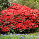 Японска азалия (Rhododendron) Baden Baden – храст с наситеночервени цветове за кисели почви
