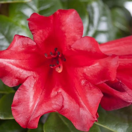 Японска азалия (Rhododendron) Baden Baden – храст с наситеночервени цветове за кисели почви