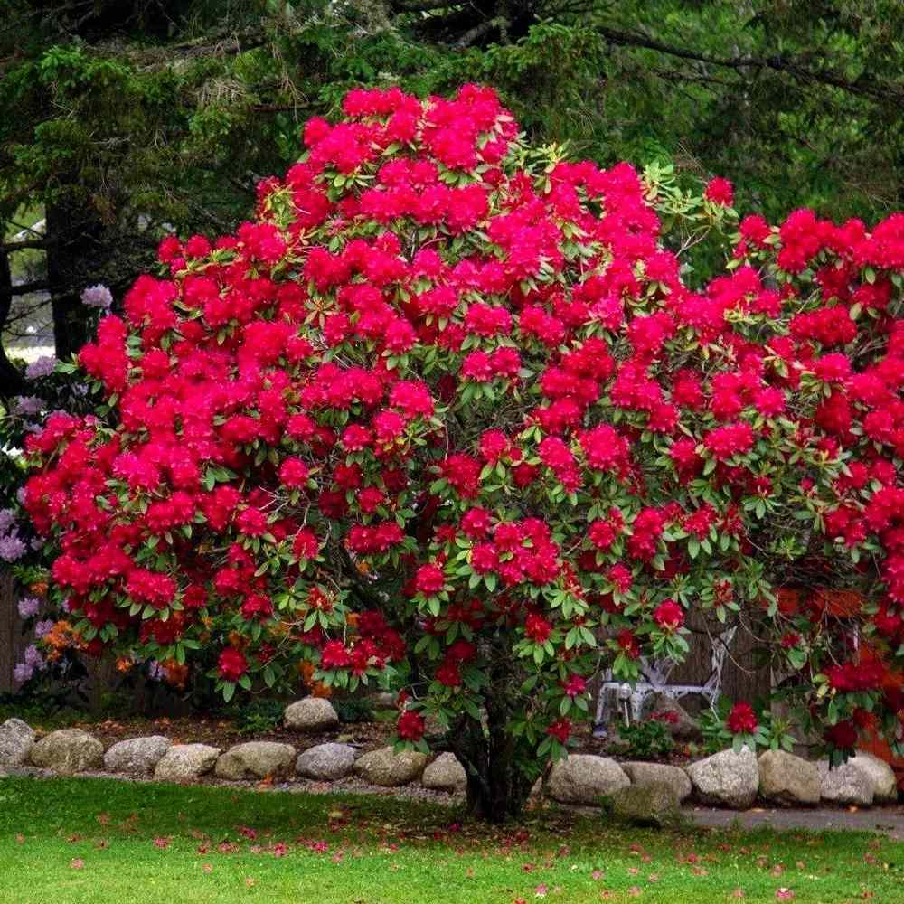 Японска азалия (Rhododendron) Baden Baden – храст с наситеночервени цветове за кисели почви