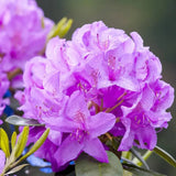 Рододендрон Catawbiense Grandiflorum – вечнозелен храст с едри лилаво-виолетови цветове