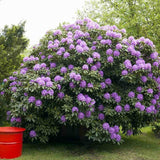 Рододендрон Catawbiense Grandiflorum – вечнозелен храст с едри лилаво-виолетови цветове