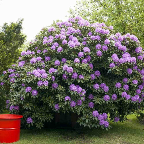 Рододендрон Catawbiense Grandiflorum – вечнозелен храст с едри лилаво-виолетови цветове