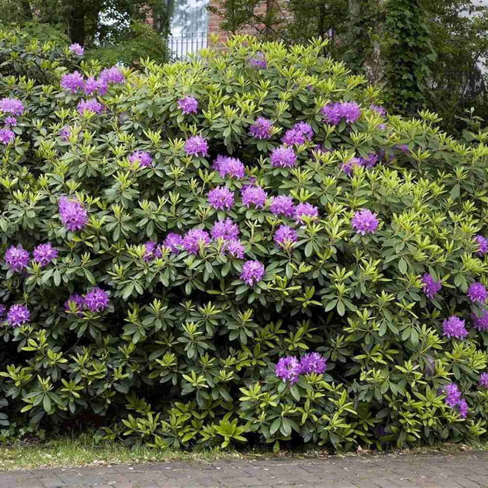 Рододендрон Catawbiense Grandiflorum – вечнозелен храст с едри лилаво-виолетови цветове