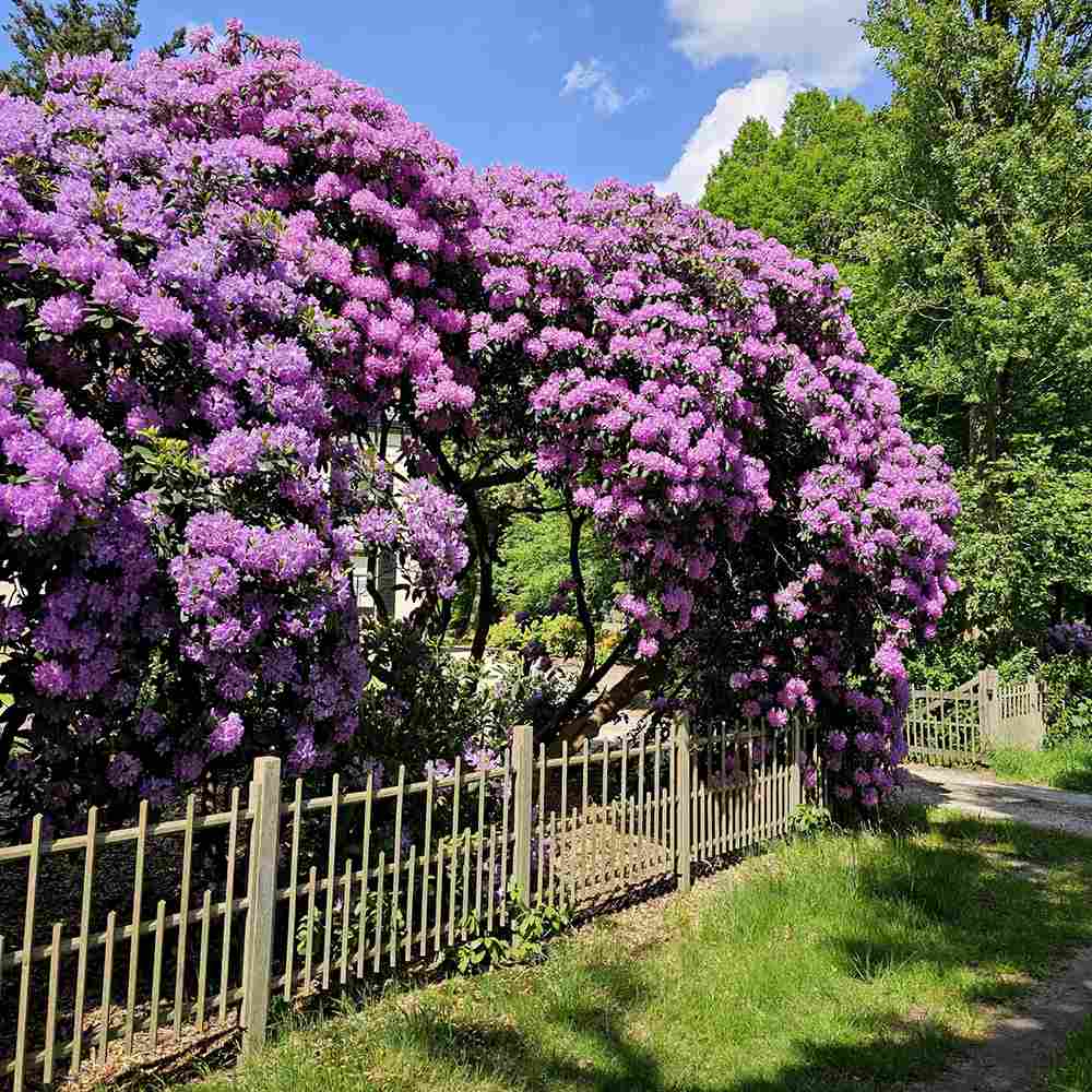 Рододендрон Catawbiense Grandiflorum – вечнозелен храст с едри лилаво-виолетови цветове