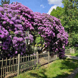 Рододендрон Catawbiense Grandiflorum – вечнозелен храст с едри лилаво-виолетови цветове
