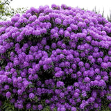 Рододендрон Catawbiense Grandiflorum – вечнозелен храст с едри лилаво-виолетови цветове