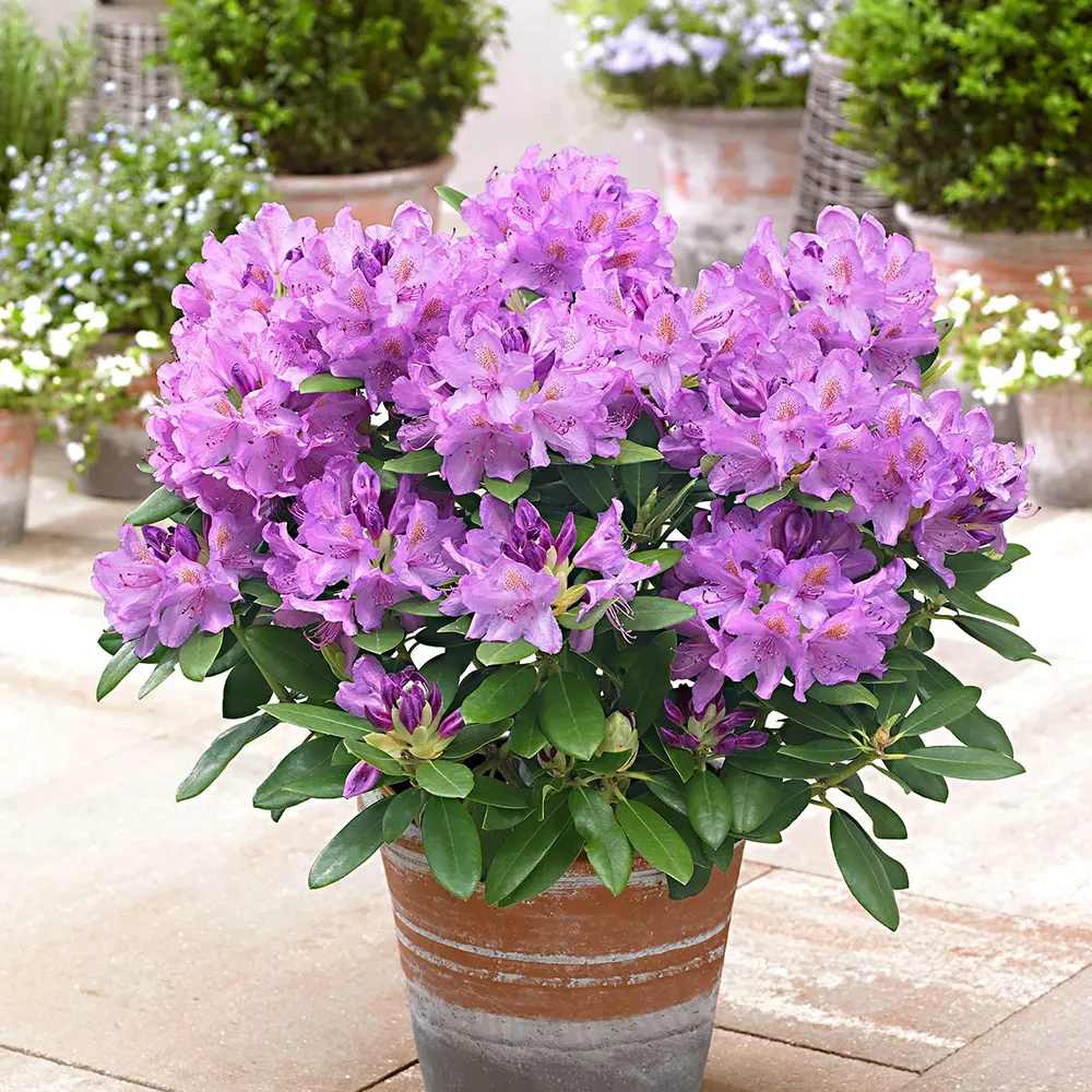 Рододендрон Catawbiense Grandiflorum – вечнозелен храст с едри лилаво-виолетови цветове