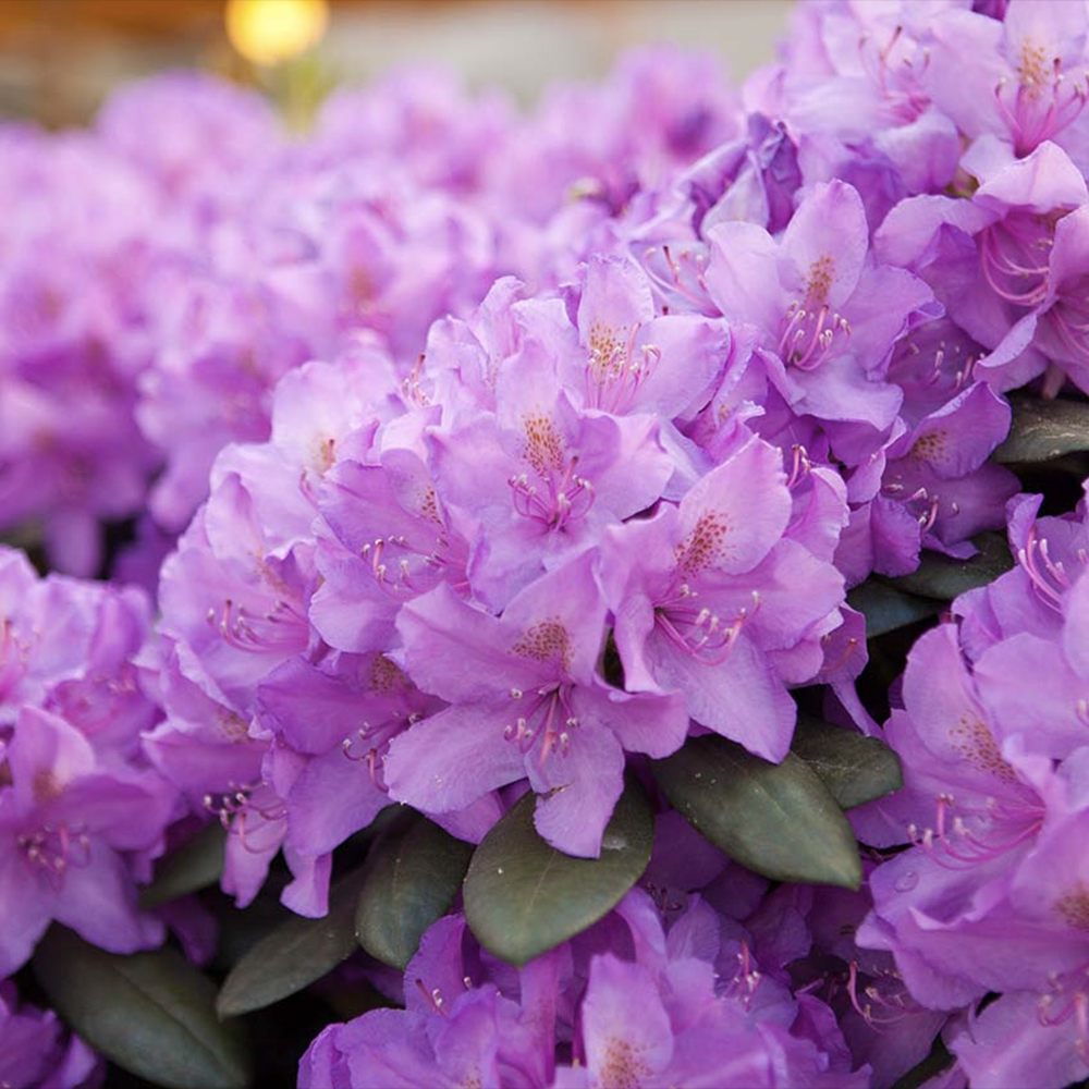 Рододендрон Catawbiense Grandiflorum – вечнозелен храст с едри лилаво-виолетови цветове