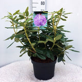 Рододендрон Catawbiense Grandiflorum – вечнозелен храст с едри лилаво-виолетови цветове