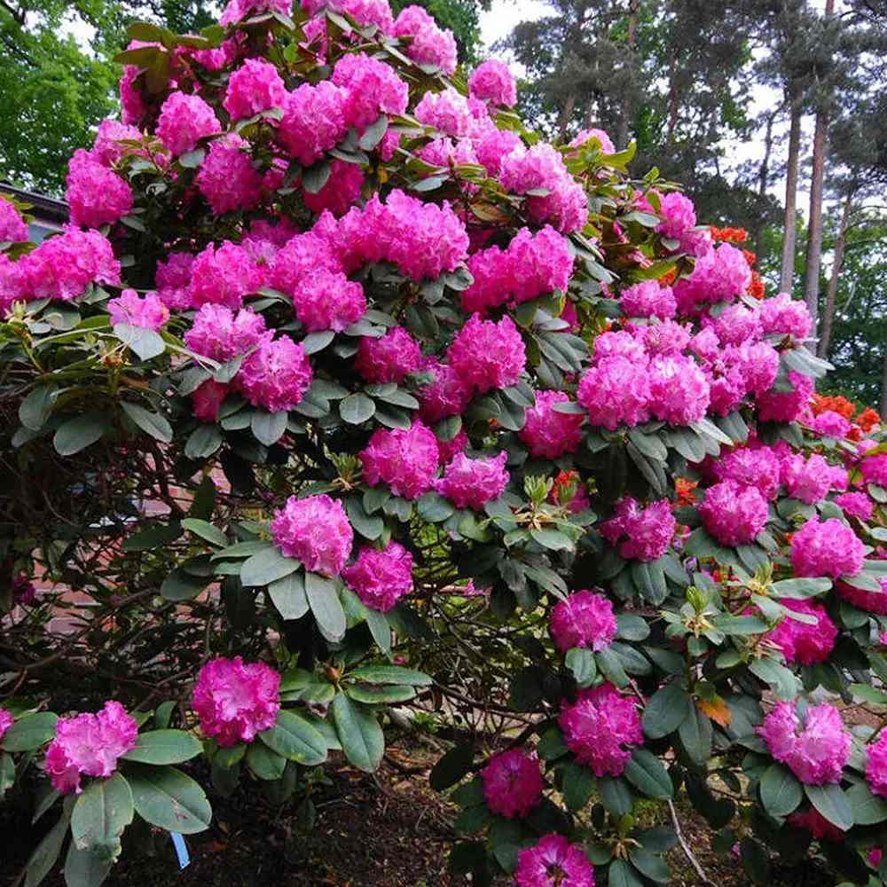 Азалия японска (Rhododendron) 'Germania' – храст с едри наситеноро­зови цветове за кисели почви