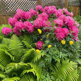 Азалия японска (Rhododendron) 'Germania' – храст с едри наситеноро­зови цветове за кисели почви