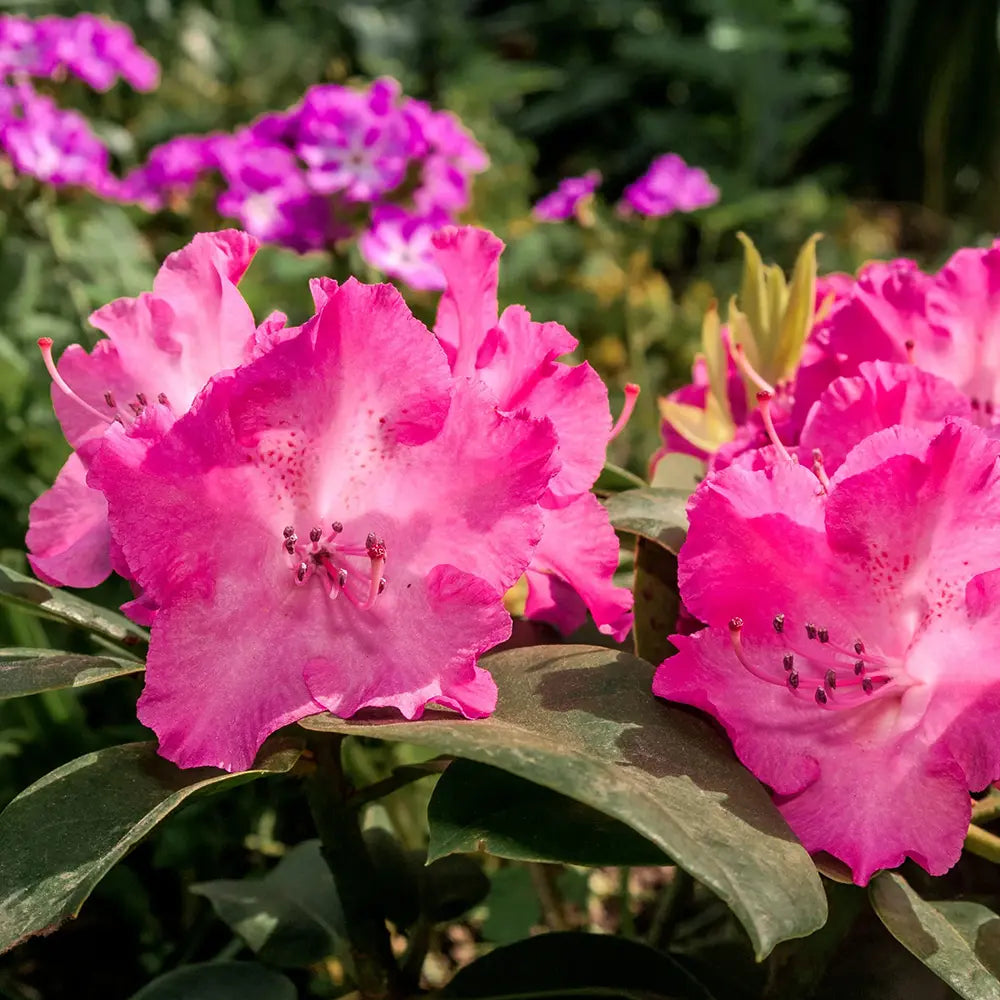 Азалия японска (Rhododendron) 'Germania' – храст с едри наситеноро­зови цветове за кисели почви