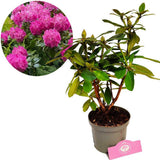 Азалия японска (Rhododendron) 'Germania' – храст с едри наситеноро­зови цветове за кисели почви