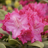Азалия японска (Rhododendron) 'Germania' – храст с едри наситеноро­зови цветове за кисели почви