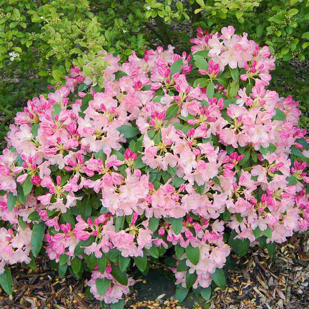 Азалия японска (Rhododendron) Percy Wiseman – компактен храст с променливи розово-сьомгови цветове, вечнозелен за кисела почва и полусянка
