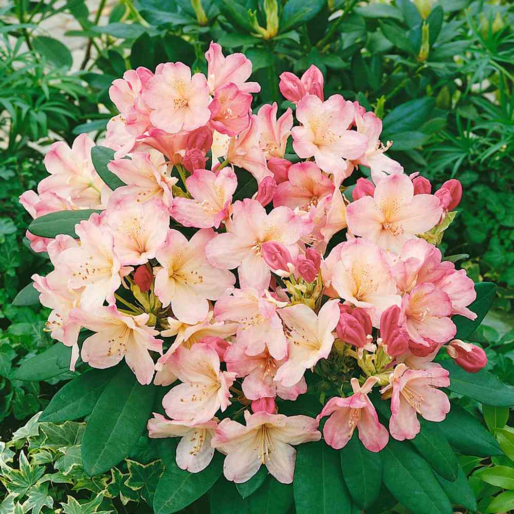 Азалия японска (Rhododendron) Percy Wiseman – компактен храст с променливи розово-сьомгови цветове, вечнозелен за кисела почва и полусянка
