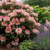 Азалия японска (Rhododendron) Percy Wiseman – компактен храст с променливи розово-сьомгови цветове, вечнозелен за кисела почва и полусянка