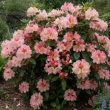 Азалия японска (Rhododendron) Percy Wiseman – компактен храст с променливи розово-сьомгови цветове, вечнозелен за кисела почва и полусянка
