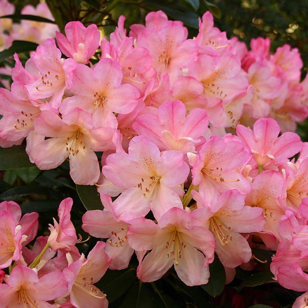 Азалия японска (Rhododendron) Percy Wiseman – компактен храст с променливи розово-сьомгови цветове, вечнозелен за кисела почва и полусянка