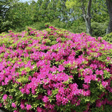 Azaleea japoneza (Rhododendron) Jolie Madame
