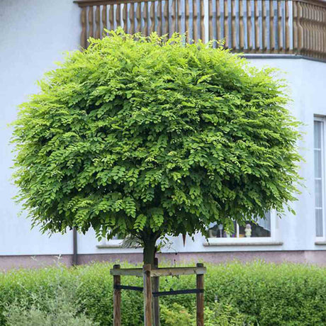 Salcam Globular (Robinia Pseudoacacia Umbraculifera), coroana rotunda compacta, pentru alei si curti, arbore decorativ pentru umbra bogata