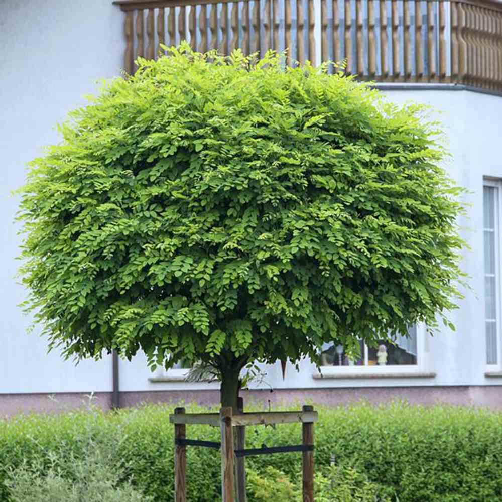 Salcam Globular (Robinia Pseudoacacia Umbraculifera), coroana rotunda compacta, pentru alei si curti, arbore decorativ pentru umbra bogata