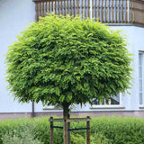 Salcam Globular (Robinia Pseudoacacia Umbraculifera), coroana rotunda compacta, pentru alei si curti, arbore decorativ pentru umbra bogata