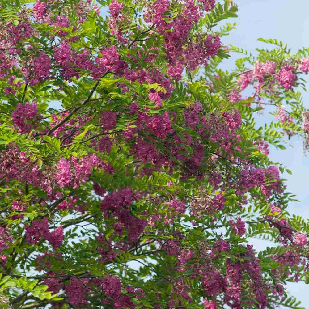 Акация Pink Cascade – декоративно дърво с ароматни розови цветове и бърз растеж