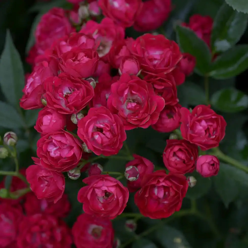 Trandafir Catarator rosu-magenta Perennial Domino, cu inflorire repetata si multiplu premiat