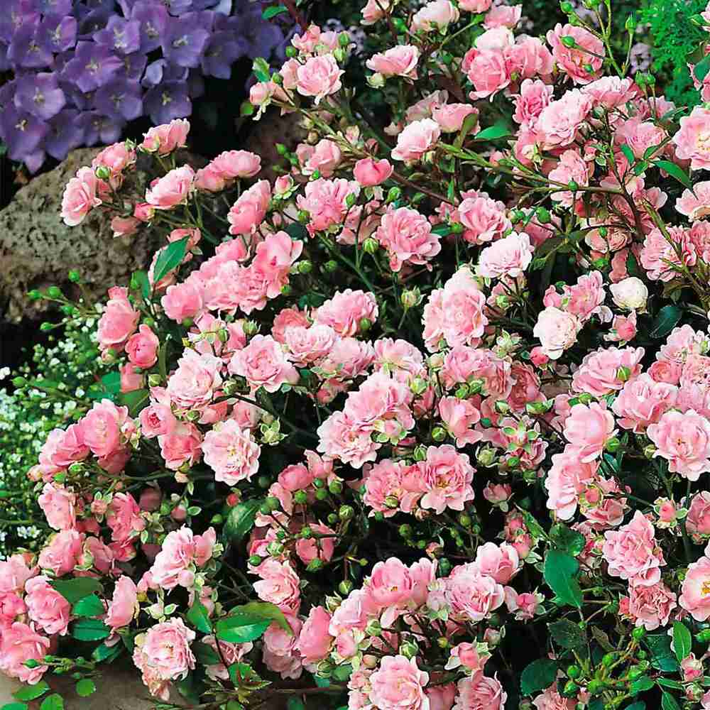 Trandafir tarator roz The Fairy, inflorire repetata