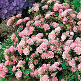 Trandafir tarator roz The Fairy, inflorire repetata