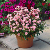 Trandafir tarator roz The Fairy, inflorire repetata