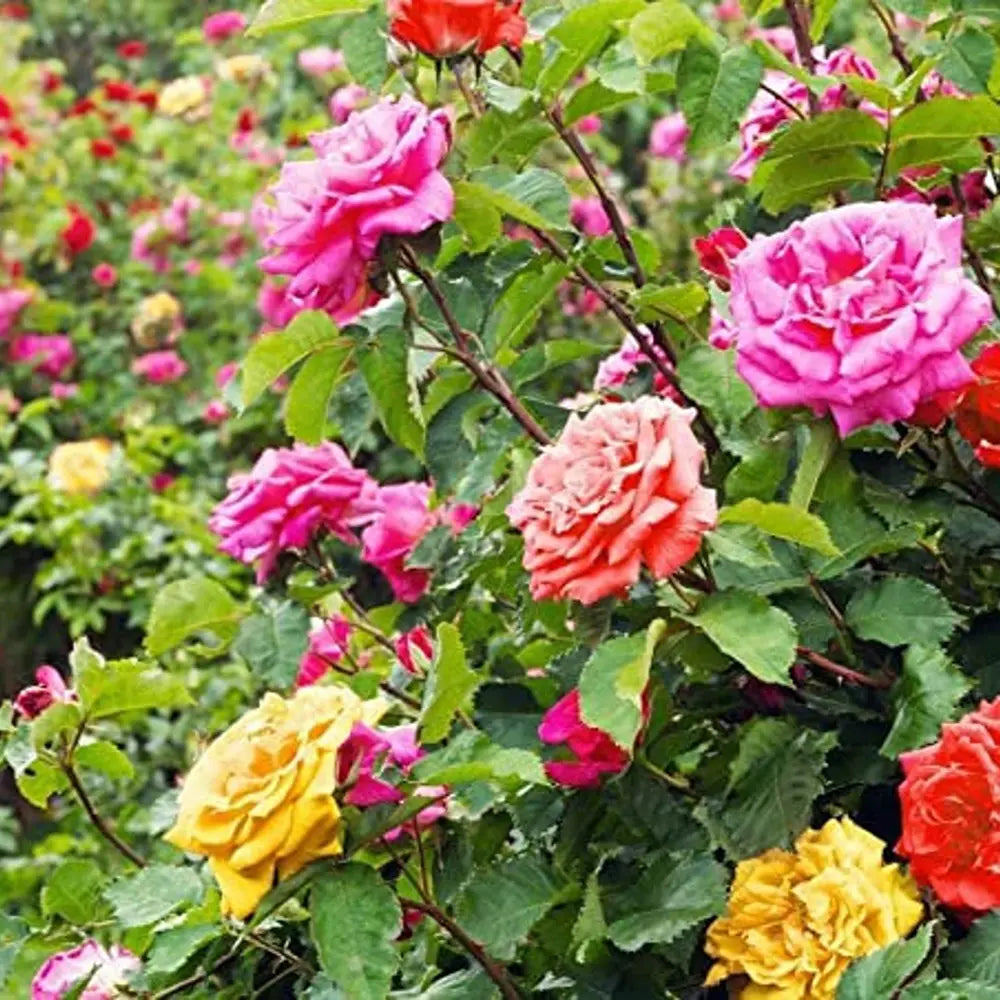 Джуджева трицветна роза Beau Monde, три цвята в саксия, ароматни и декоративни цветове