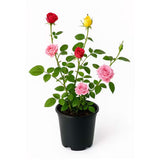 Джуджева трицветна роза Beau Monde, три цвята в саксия, ароматни и декоративни цветове