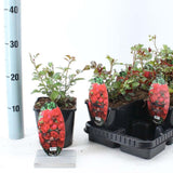 Катерлива роза червена The Fairy King, повтарящ цъфтеж