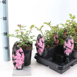 Катерлива роза розова The Fairy, повтарящ цъфтеж