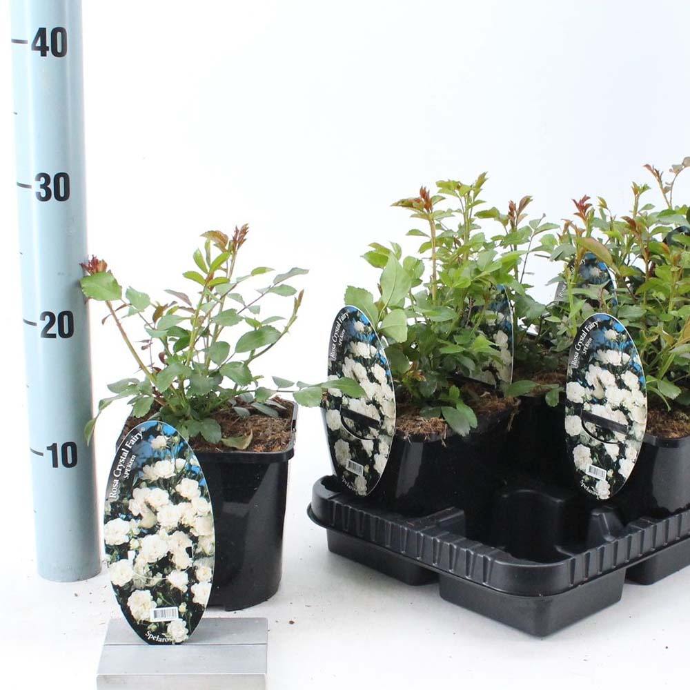 Катерлива роза бяла The Crystal Fairy, повтарящ цъфтеж