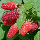 Zmeur Rosu Tayberry (Rubus Idaeus), cu fructe dulci rosii, an 1 pe rod