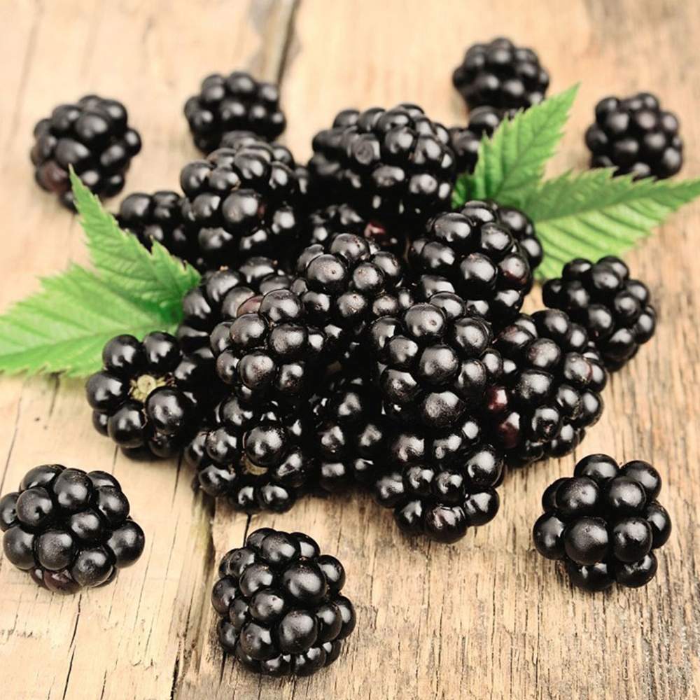 Mur Rubus Fruticosus Himalaya Arbust Fructifer cu Fructe Dulci, Ideal pentru Gradini